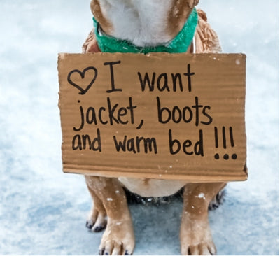 When Winter Comes, Our Dogs Still Try to Be Brave