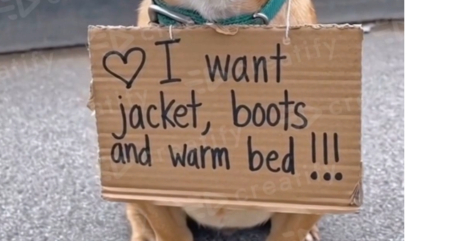 Dog winter