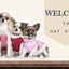 Customized PU Leather Nameplate Dog Collar Soft Padded Dogs Collars Free Engraving Name for Small Medium Large Dogs Adjustable