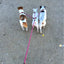 3 Way Couplers Pet Walking Lead 55" Long Nylon Braided Rope Dog Leash For 3 Dogs small dog harness