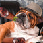 Funny Interactive Dog Toys - Cigar Design Plush Squeaky Pet Toys Grinding Teeth Creative Chew Toy For Small Medium Dog