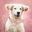 Customized PU Leather Nameplate Dog Collar Soft Padded Dogs Collars Free Engraving Name for Small Medium Large Dogs Adjustable