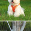 Dog Harness Small Breed Harness for A Small Dog Large Dog Harness Harnait Chest GXQ03