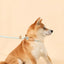 Adjustable Collar Harness Dog Leash Nylon Pet Lead Leash Dog Harness Durable Rope Belt Lightweight Dog Accessories Cat Collar