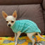Puppy Dog Sweaters for Small Medium Dogs Cats Clothes Winter Warm Pet Turtleneck Chihuahua Vest Soft Yorkie Coat Teddy Jacket