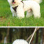 Dog Harness Small Breed Harness for A Small Dog Large Dog Harness Harnait Chest GXQ03
