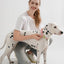 Pet Supplies Dog Collar For Small and Medium Dog Walking Sugar Color Series Cute style PVC Webbing Collar Leashes Set 2024 New