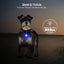 Usb Charging Glowing Dog Collar With Pendant Detachable Luxury Led Light Bright For Small Dogs Cat Night Safety Collar Wholesale