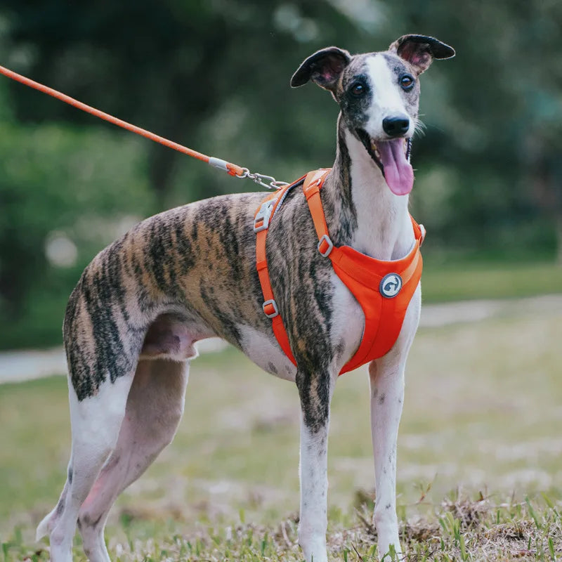 Makaron Series Dog Harness Leash Outdoor Walk Adjustable Pet Chest Strap Breathable Lightweight Pet Harness for Small Medium Dog
