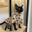 Dog Clothes Pet for Small Breeds Dogs Clothing Hoodie Winter Designer Suit Products Accessory Accessories Costume Medium