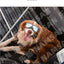 Pet Glasses New Dog Locomotive Glasses Sunglasses Medium and Large Dog Goggles Windproof Sunscreen Pet Accessories