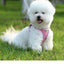 Dog Harness Small Breed Harness for A Small Dog Large Dog Harness Harnait Chest GXQ03