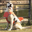 New Pet Swimming Life Jacket Shark Fin Shape Safety Vest for Dog in Summer Adjustable in Pool or Surfing Drifting Dog Life Vest