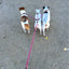 3 Way Couplers Pet Walking Lead 55" Long Nylon Braided Rope Dog Leash For 3 Dogs small dog harness