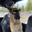 Transparent Color Pet Dog Goggles Waterproof Windproof Sunscreen UV Resistant Large Dog Glasses