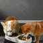 Stainless Steel Raised Dog Bowl - Anti-Knock Elevated Feeder