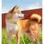 Adjustable Collar Harness Dog Leash Nylon Pet Lead Leash Dog Harness Durable Rope Belt Lightweight Dog Accessories Cat Collar