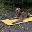 Foldable Dog Blanket, Waterproof Training Mat, Urine Absorbent Mat, Washable Outdoor Mat, Car Seat Cover, Portable Dog Mat