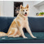 Foldable Dog Blanket, Waterproof Training Mat, Urine Absorbent Mat, Washable Outdoor Mat, Car Seat Cover, Portable Dog Mat