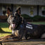 Large Dog Harness Collar Leash Molle Pouches Pet German Shepherd Malinois Training Walking Vest Dog Harnesses For Medium Dogs