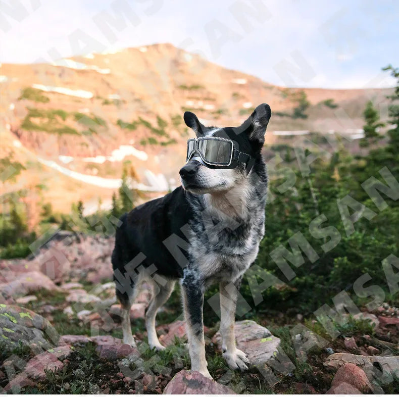 Pet Glasses New Dog Locomotive Glasses Sunglasses Medium and Large Dog Goggles Windproof Sunscreen Pet Accessories