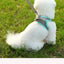 Dog Harness Small Breed Harness for A Small Dog Large Dog Harness Harnait Chest GXQ03