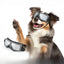 Pet Glasses New Dog Locomotive Glasses Sunglasses Medium and Large Dog Goggles Windproof Sunscreen Pet Accessories