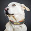 Customized PU Leather Nameplate Dog Collar Soft Padded Dogs Collars Free Engraving Name for Small Medium Large Dogs Adjustable