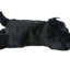 IFOYO Pet Heartbeat Puppy Behavioral Training Dog Plush Pet Comfortable Snuggle Anxiety Relief Sleep Aid Doll Durable Drop ship