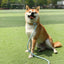 Adjustable Collar Harness Dog Leash Nylon Pet Lead Leash Dog Harness Durable Rope Belt Lightweight Dog Accessories Cat Collar